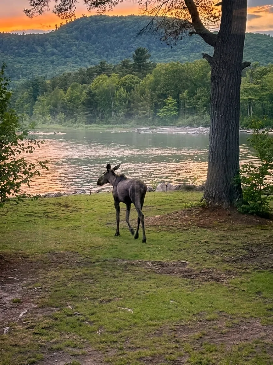A young moose by the lake at sunset, Batchawana Bay