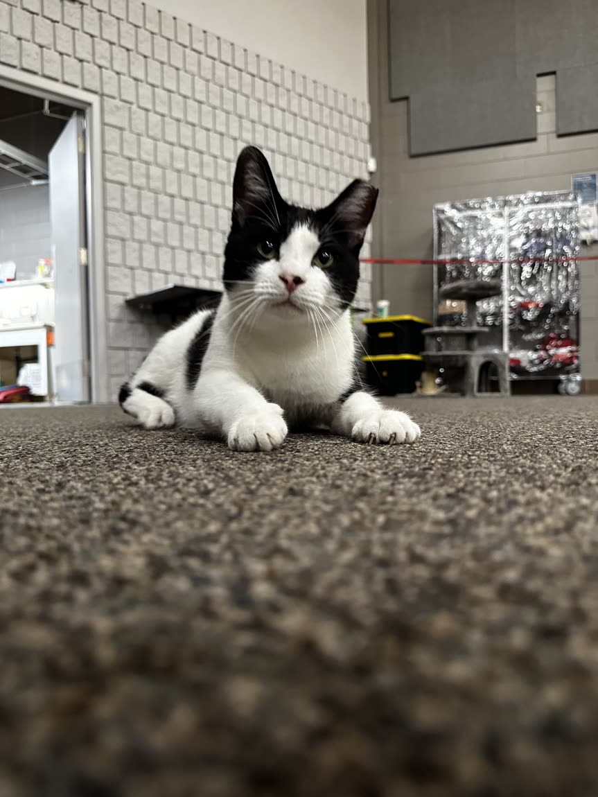 Switch lying on the training-floor carpet on the job