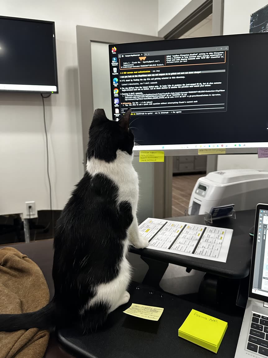 Switch sitting at a desk watching a computer monitor