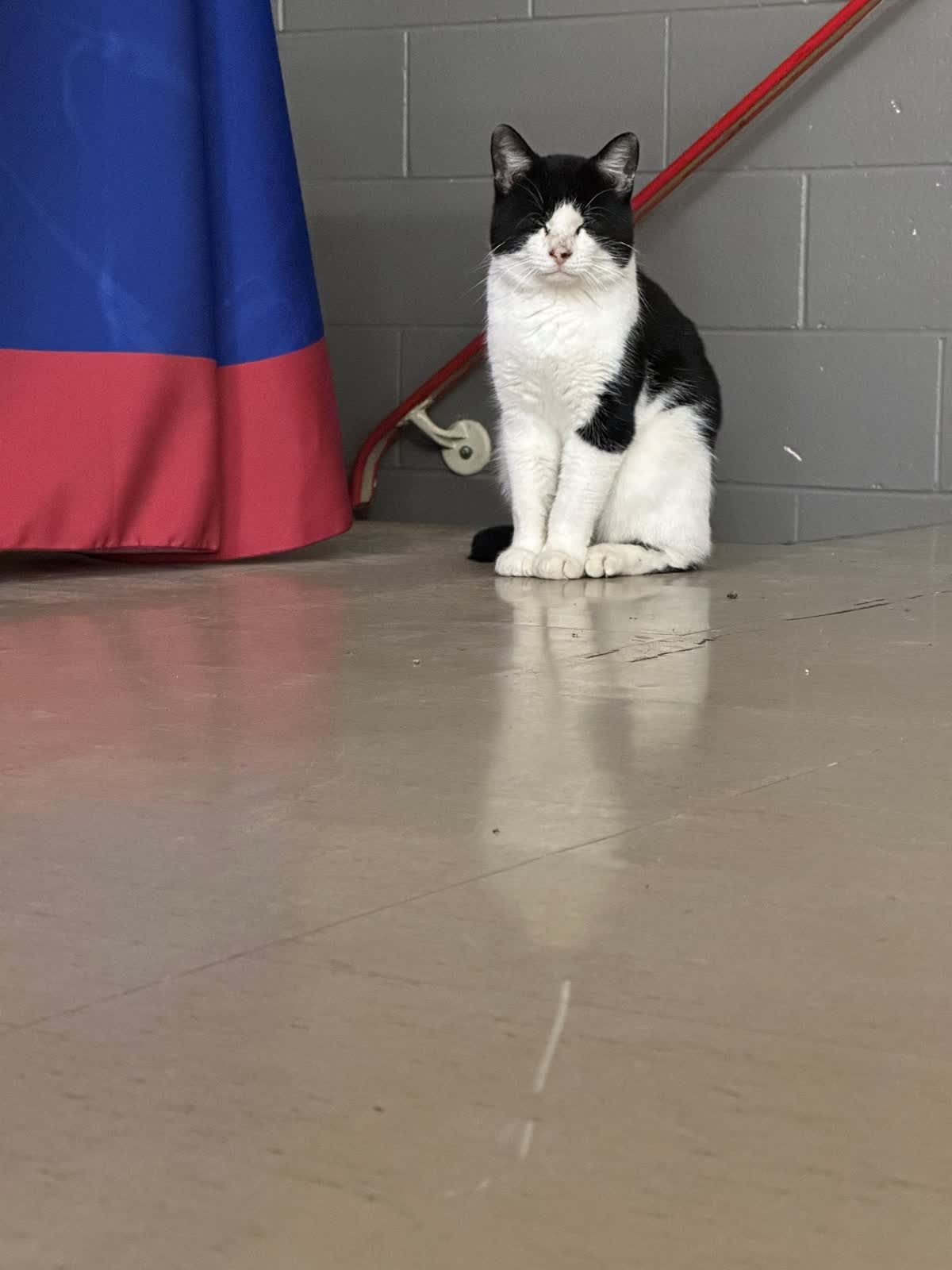 Switch sitting guard by the stage curtain