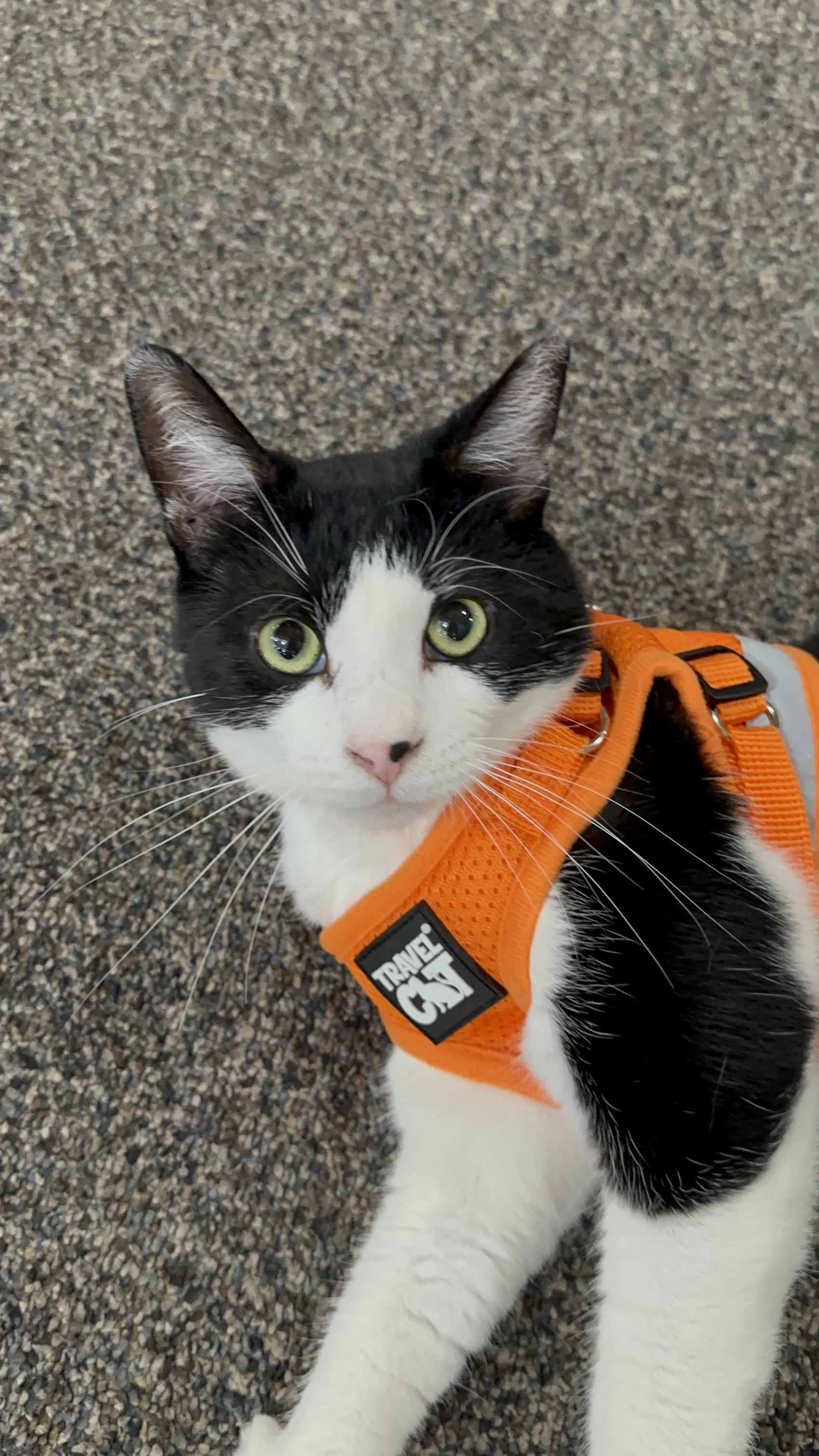 Switch in a safety-orange harness