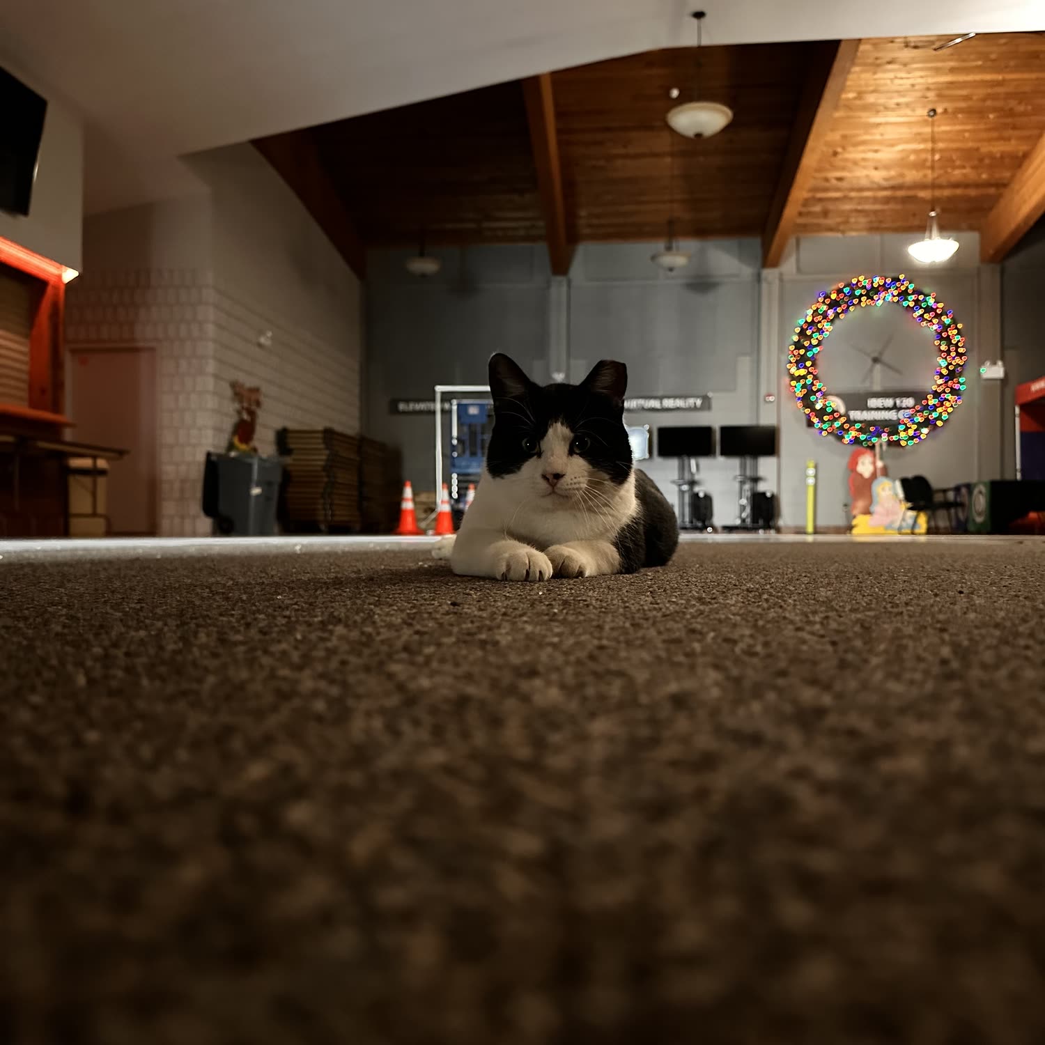 Switch loafing on the hall floor