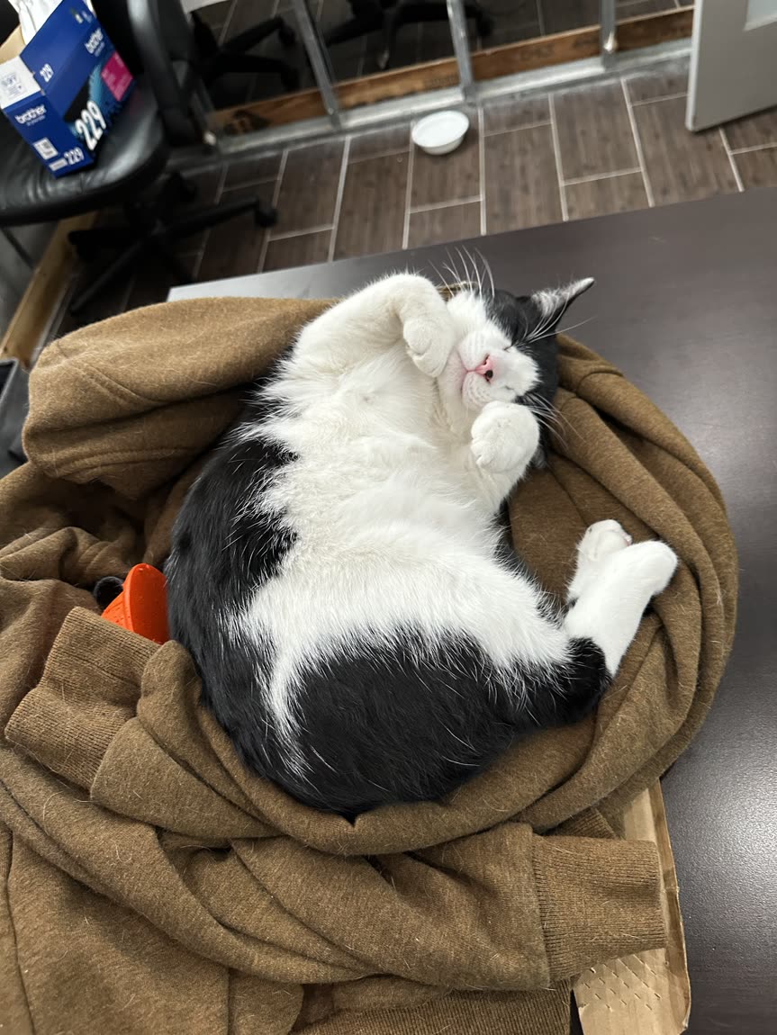 Switch curled up asleep in a blanket