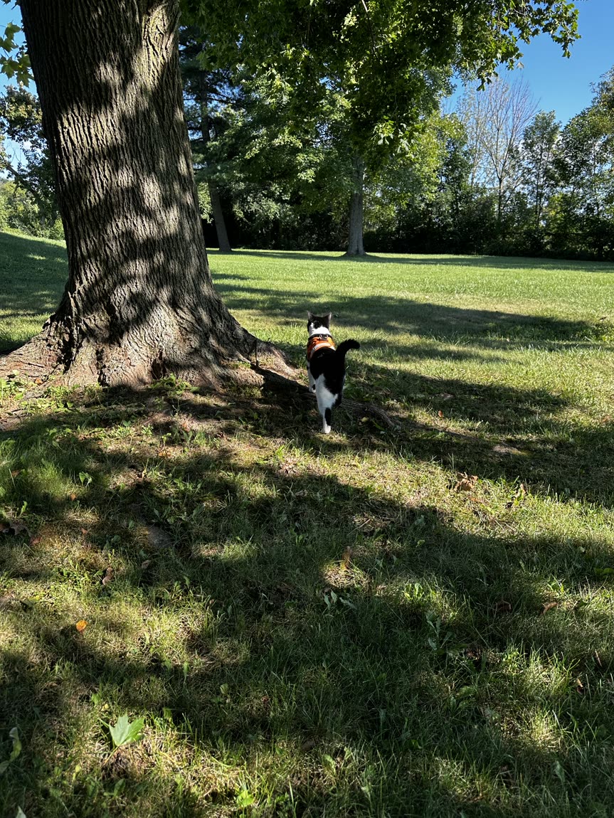 Switch walking across the grass under a big oak tree