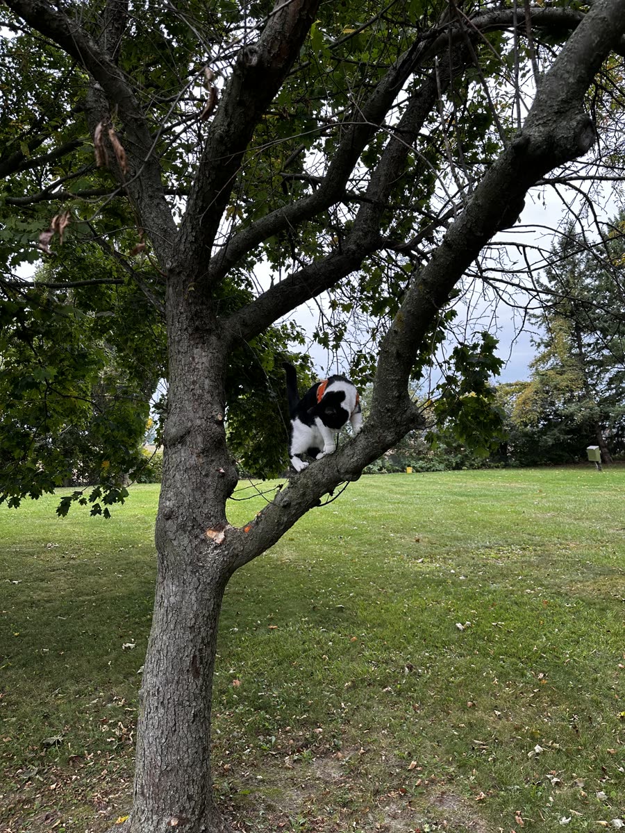 Switch perched in the fork of a tree
