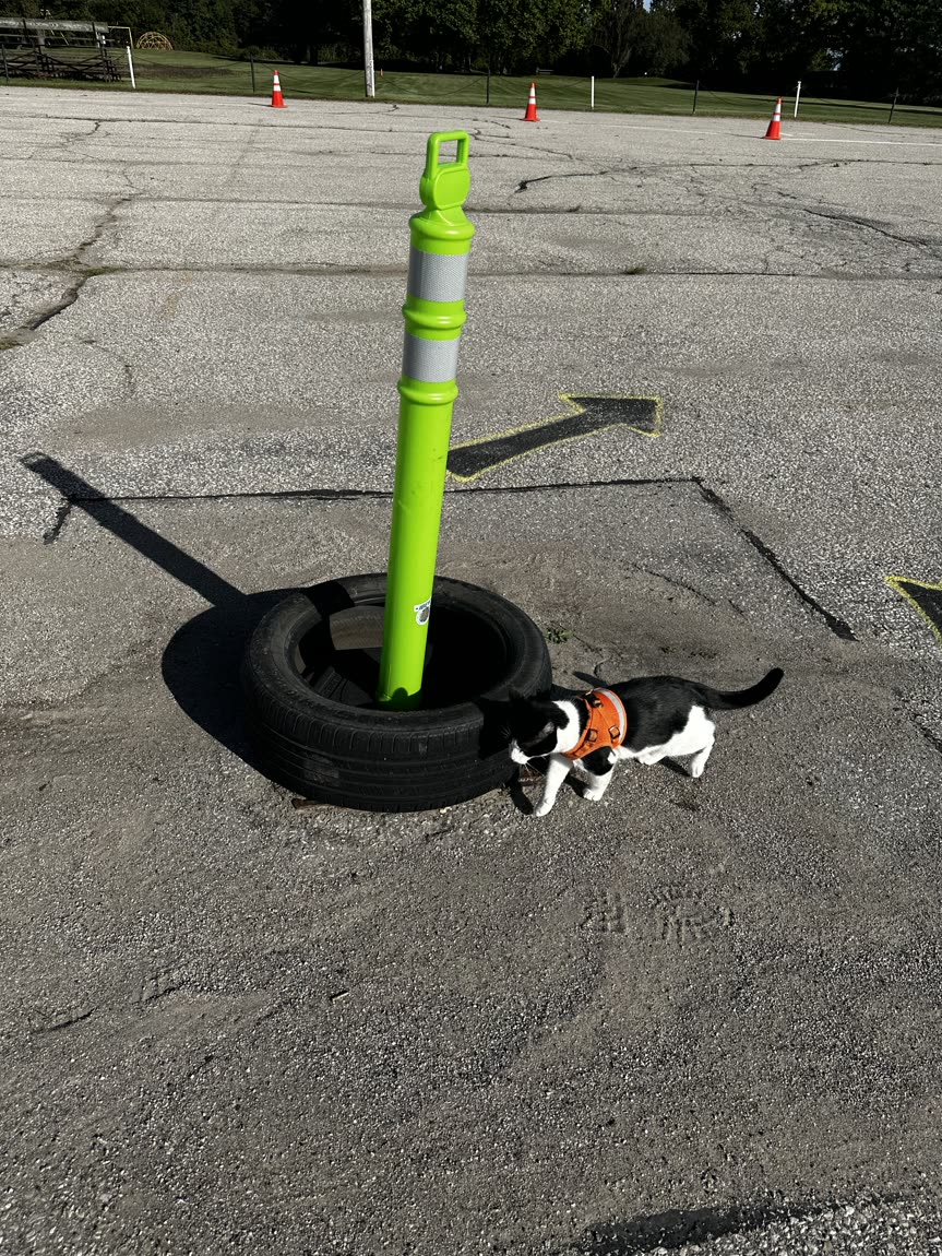 Switch outside inspecting a cone and tire course in a parking lot