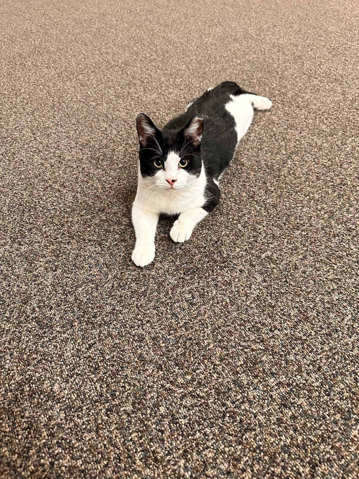 Switch mid-stretch on the floor