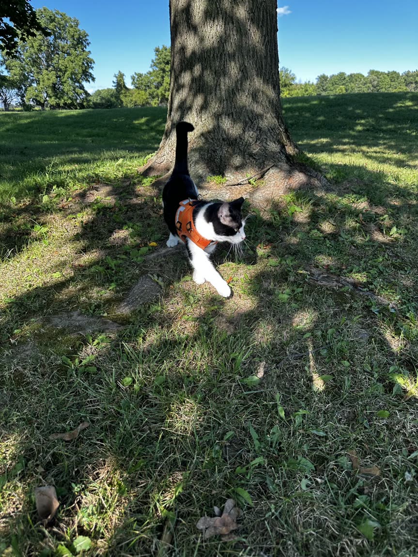 Switch outside under a tree in his harness