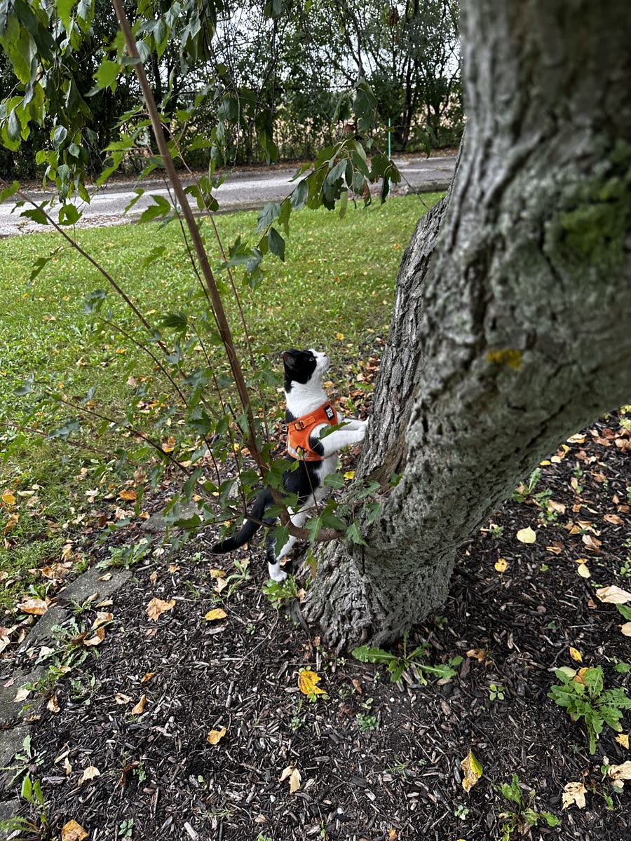 Switch at the base of a tree reaching up the trunk