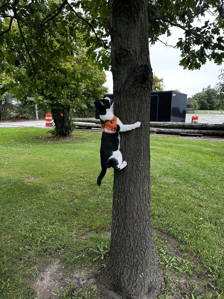 Switch climbing straight up a tree trunk