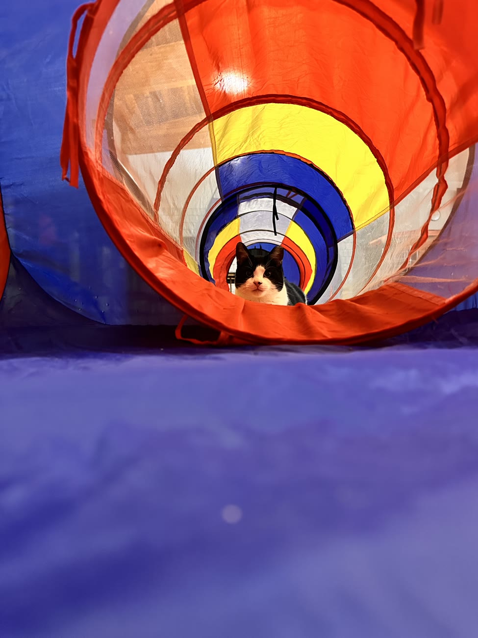 Switch peeking out of a rainbow play tunnel