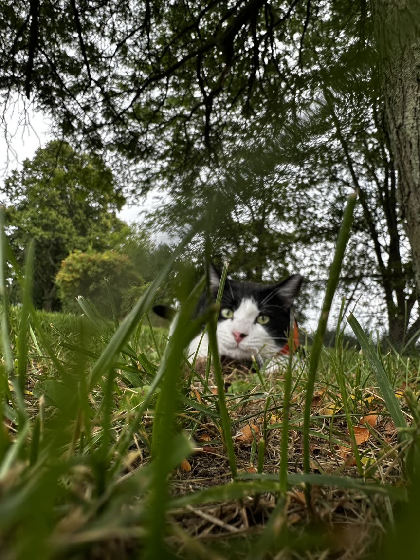 Switch peeking out from tall grass outdoors