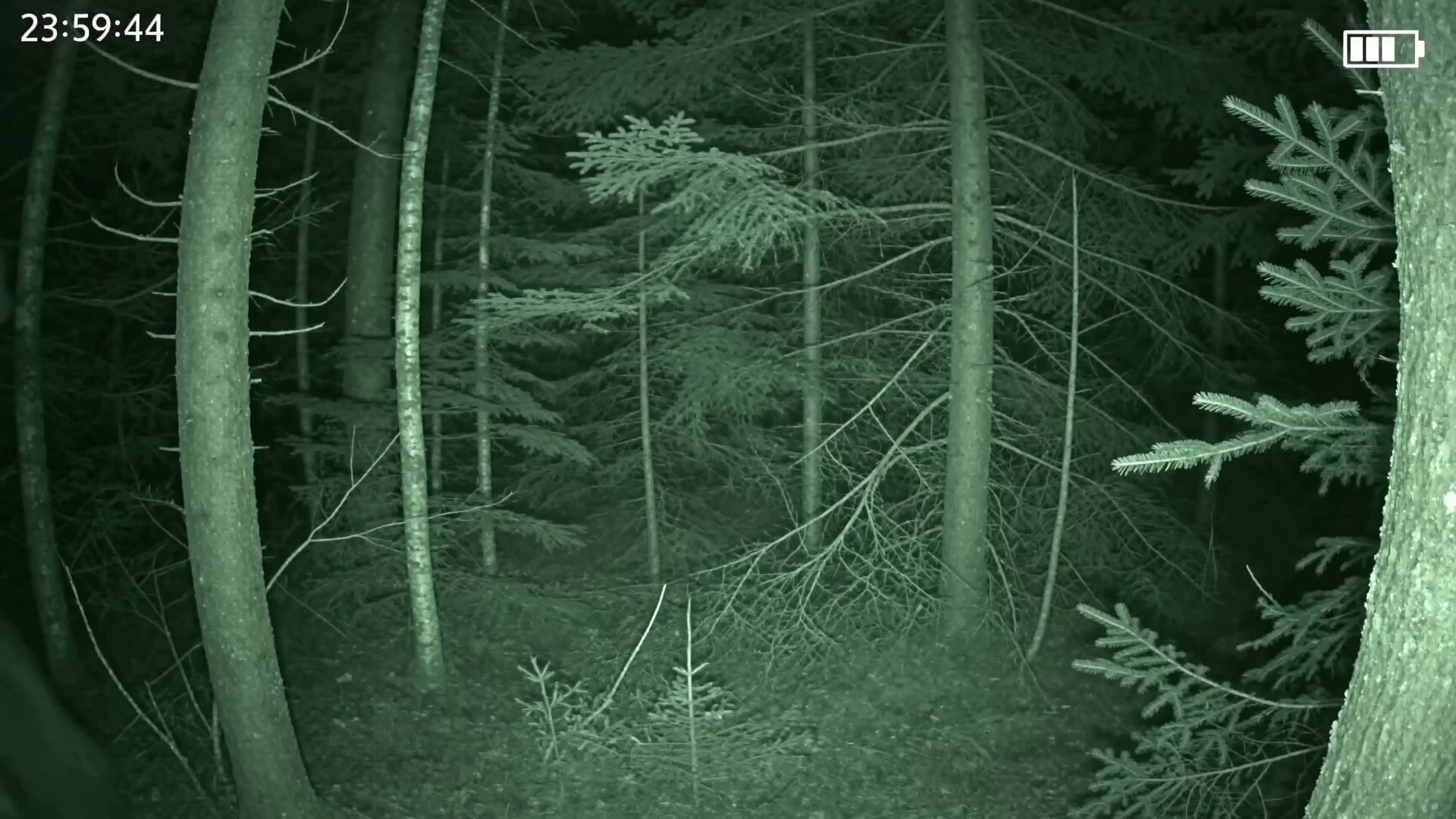 CAM 27 trail camera feed